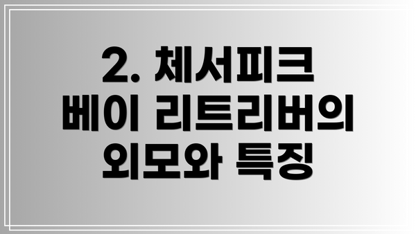 2. 체서피크 베이 리트리버의 외모와 특징