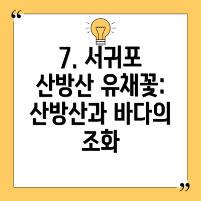 7. 서귀포 산방산 유채꽃: 산방산과 바다의 조화